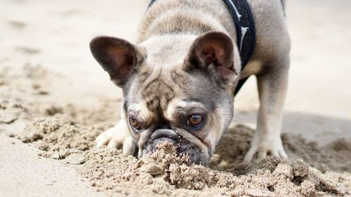 Close-up portrait of dog on sand