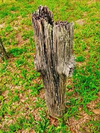 Close-up of tree stump on field