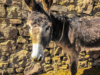 View of a horse