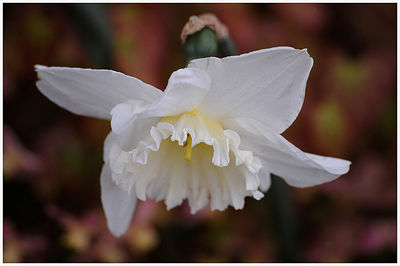 Close-up of white rose flower