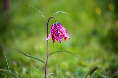 Close-up of purple flowering plant