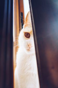 Close-up of cat by window