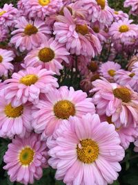 High angle view of pink flowering plants