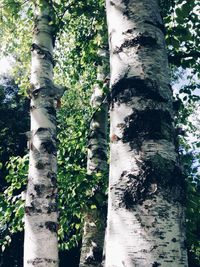 Plants growing on tree trunk