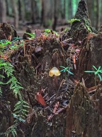 Close-up of mushrooms growing on tree trunk