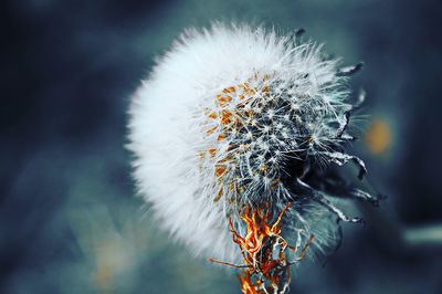 Close-up of wilted flower