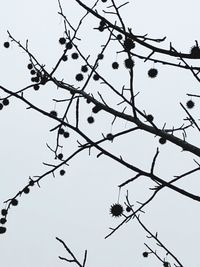 Low angle view of silhouette plant against clear sky