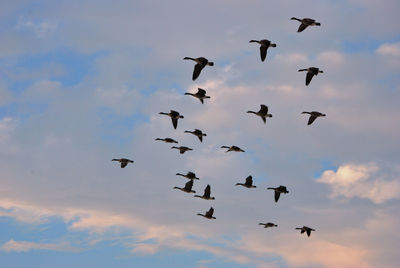 Low angle view of birds flying against sky
