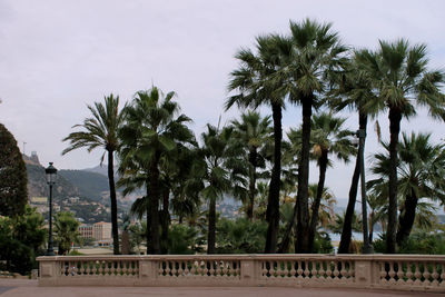 Scenic view of palm trees against sky