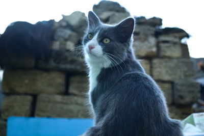 Portrait of a cat looking away
