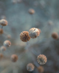 Close-up of wilted plant