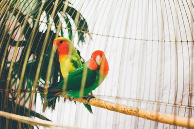 Close-up of parrots perching in cage
