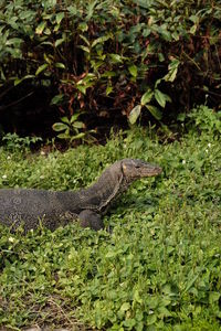 Side view of water monitor on grass