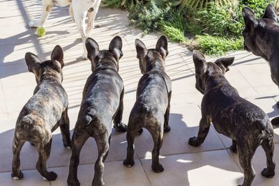 High angle view of dogs