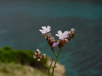 Close-up of white flowers blooming outdoors