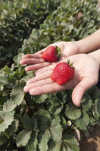 High angle view of strawberries on palms against