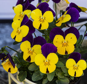 Close-up of yellow flowering plant