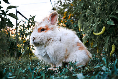 Close-up of rabbit on grassy field