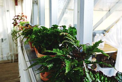 Close-up of potted plant