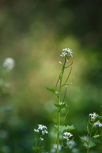 Close-up of flowering plant