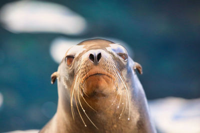 Close-up of horse in sea