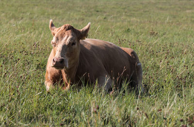 Horse in a field