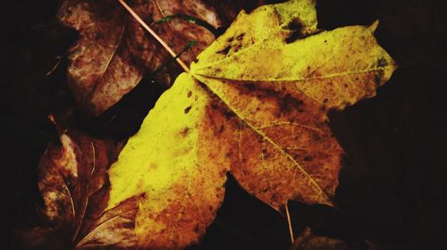 Close-up of yellow maple leaves