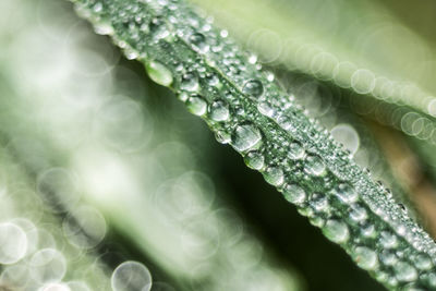 Close-up of water drops on leaf