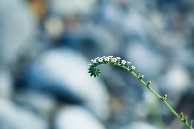 Close-up of flowering plant