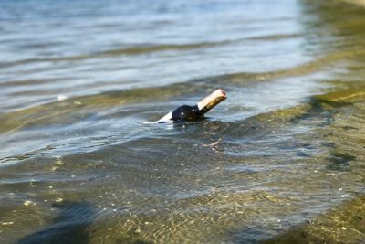 High angle view of duck swimming in sea