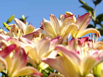 Close-up of yellow flower