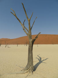 Dead tree in desert against clear sky - sossusvlei namib desert