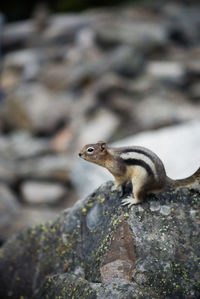 Close-up of squirrel on rock