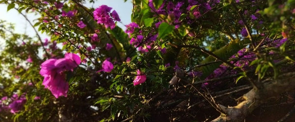 Close-up of pink flowering plants