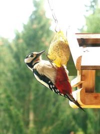 Close-up of bird perching on tree