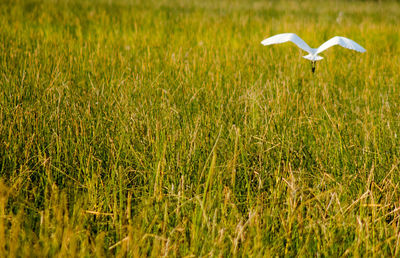 Close-up of bird flying over field