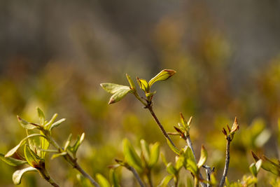 Close-up of plant