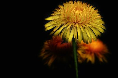 Close-up of yellow flower against black background