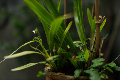 Close-up of a potted plant