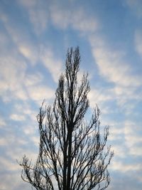 Low angle view of bare tree against sky