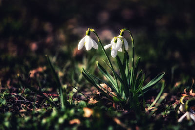 Close-up of white flowering plants on field