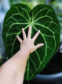 Close-up of hand holding leaves