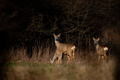 Deer standing on field