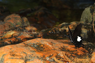 Close-up of insect on rock