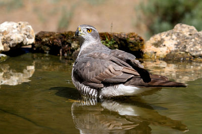 Close-up of bird perching on rock by lake