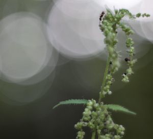 Close-up of cactus plant