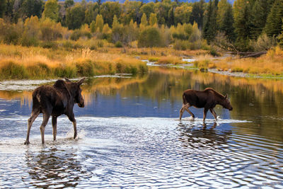 Horse standing in a lake