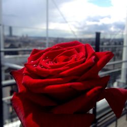 Close-up of red rose