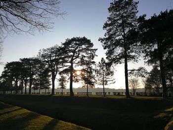 Trees in forest against clear sky