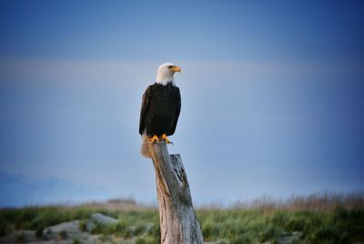 Bird perching on railing